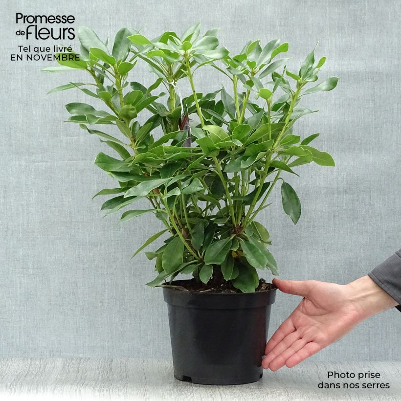 Rhododendron Blue Jay 4L/5L pot sample as delivered in autumn