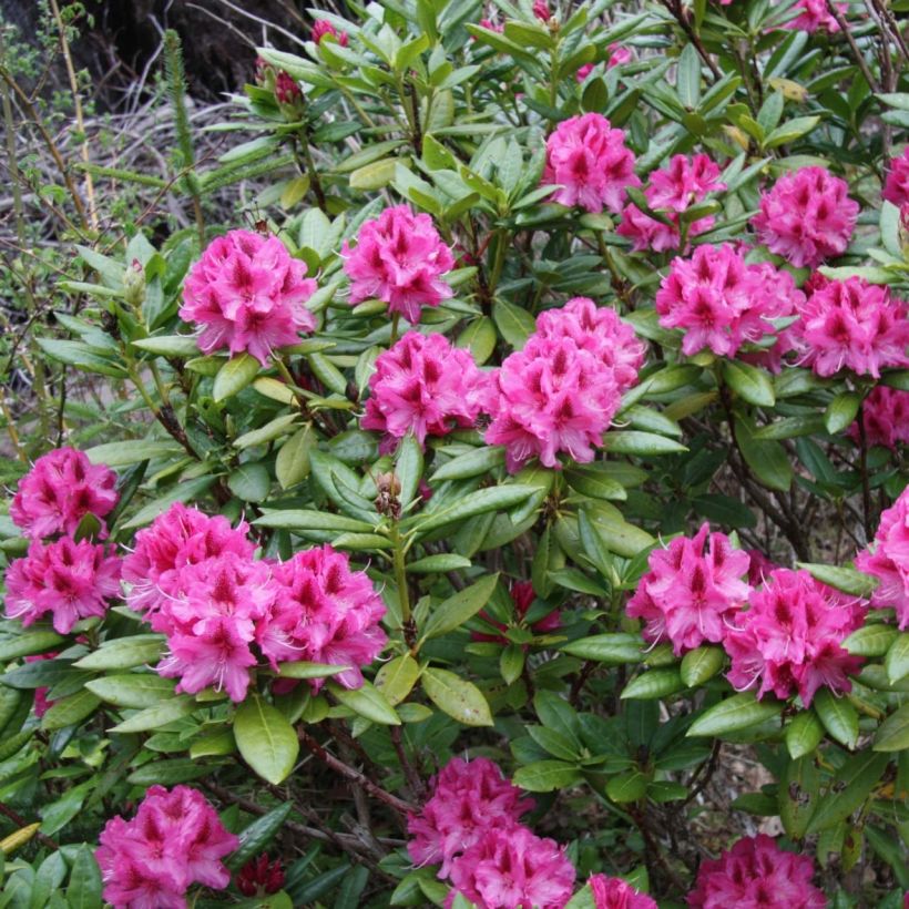 Rhododendron Cosmopolitan (Plant habit)