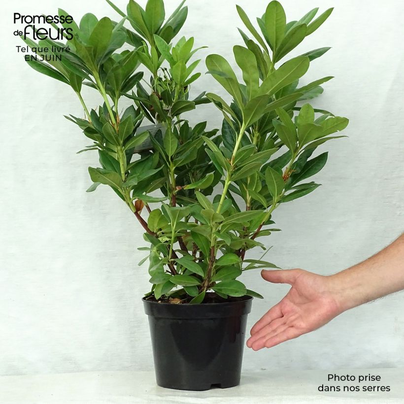 Rhododendron Cosmopolitan 2L/3L pot sample as delivered in summer