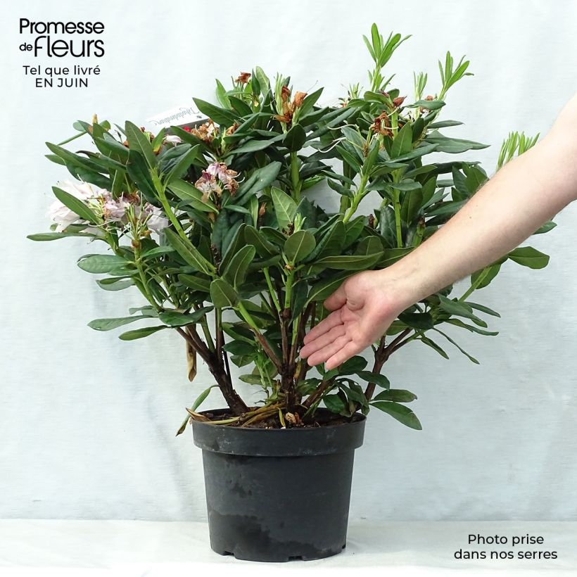 Rhododendron Cosmopolitan 7.5L/10L pot sample as delivered in summer
