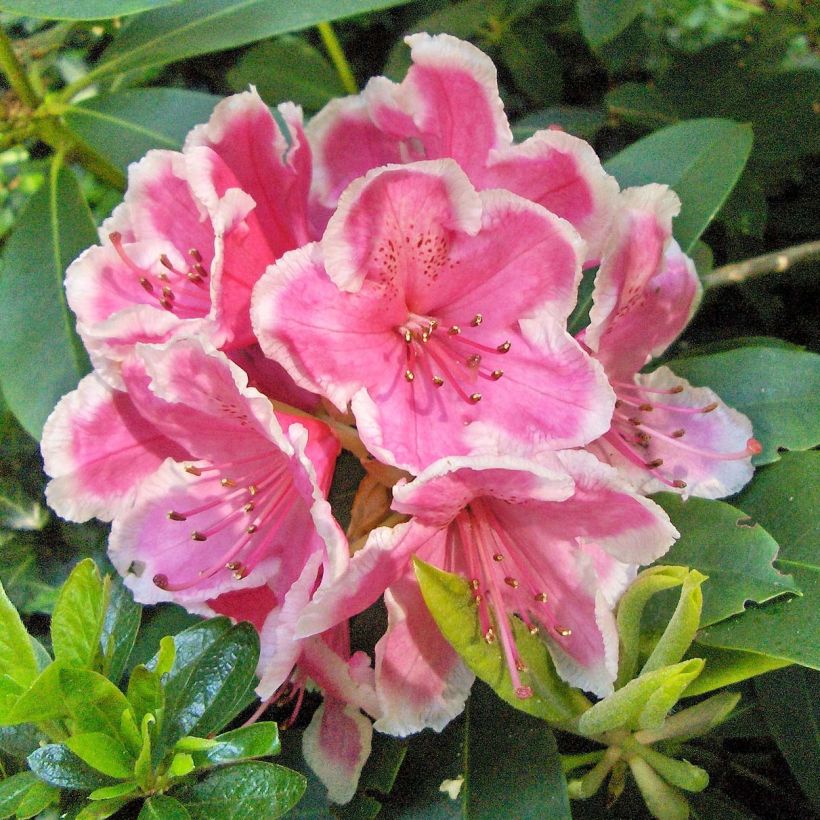 Rhododendron Janet Ward (Flowering)