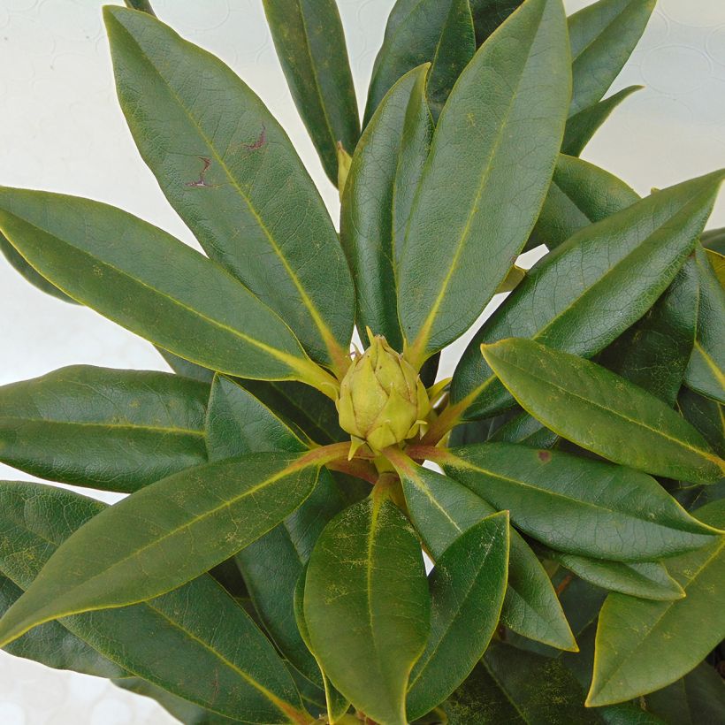 Rhododendron Kabarett (Foliage)