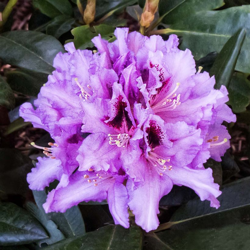 Rhododendron Kabarett (Flowering)