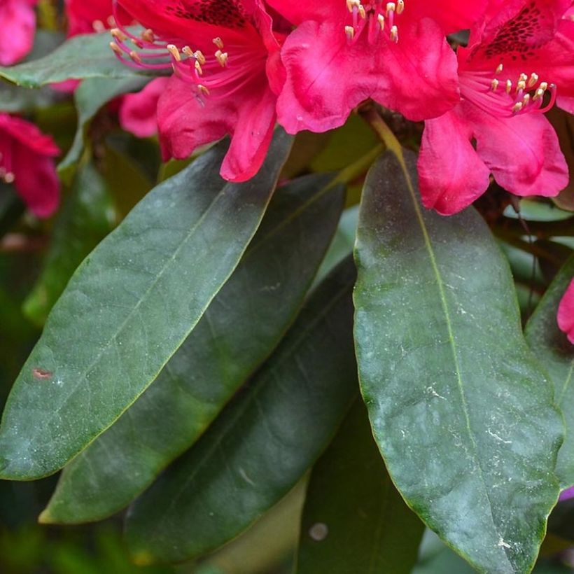 Rhododendron Lord Roberts (Foliage)
