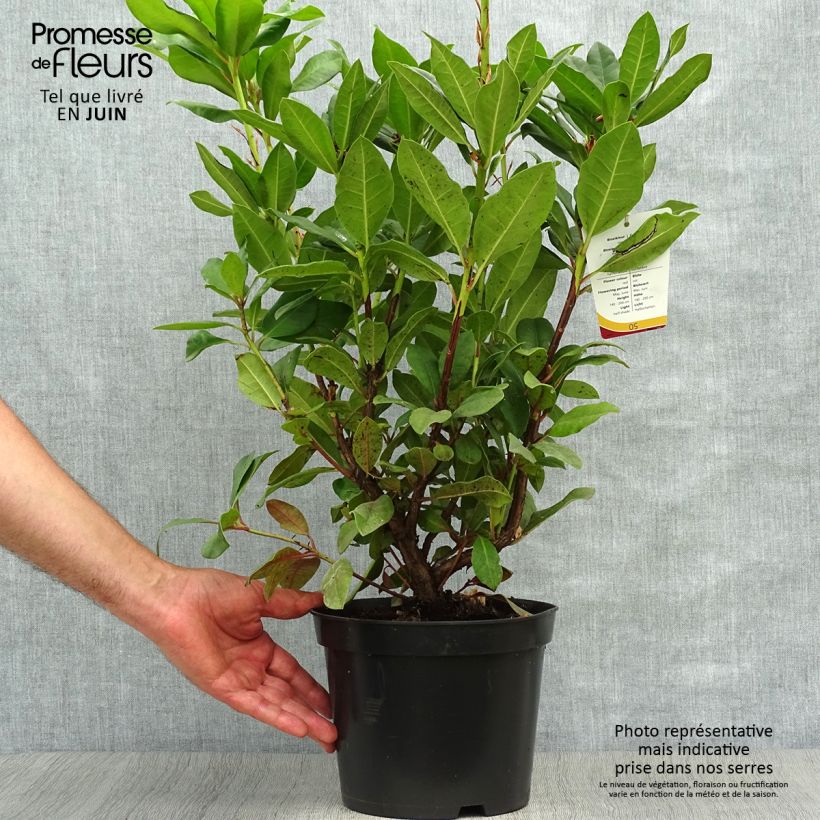 Rhododendron Lord Roberts 4L/5L pot sample as delivered in summer