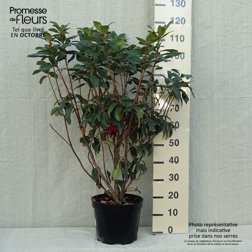Rhododendron Mosers Maroon 7.5L/10L pot sample as delivered in autumn