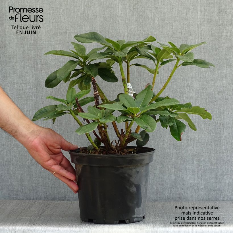 Rhododendron Naselle 4L/5L pot sample as delivered in summer