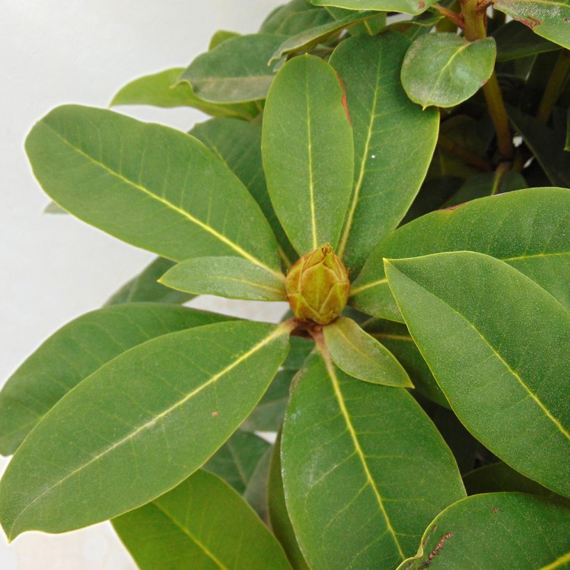 Rhododendron Red Jack (Foliage)