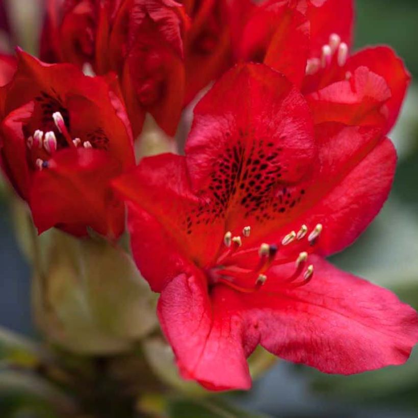 Rhododendron Red Jack (Flowering)