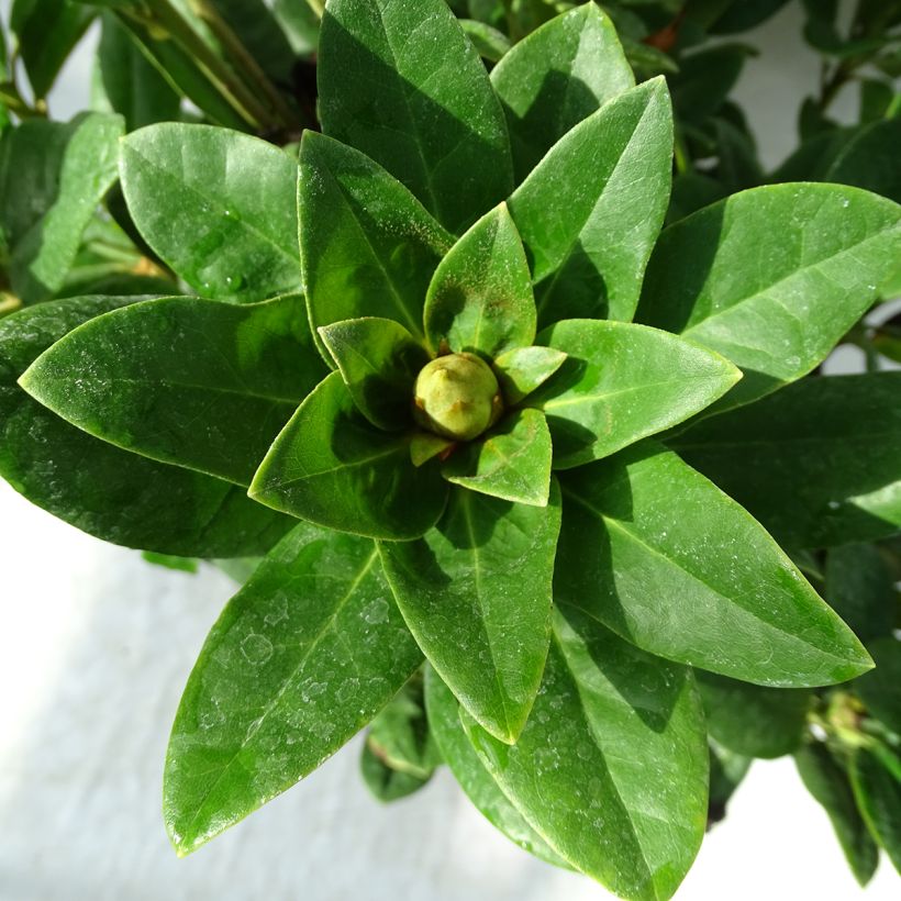 Rhododendron Rocket (Foliage)