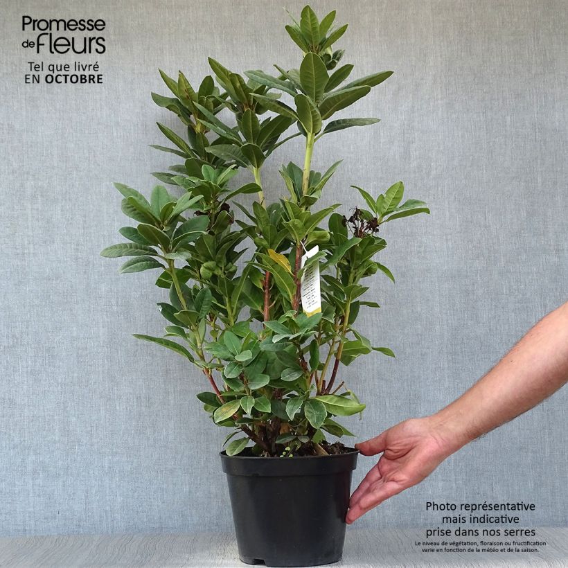 Rhododendron Rocket 4L/5L pot sample as delivered in autumn