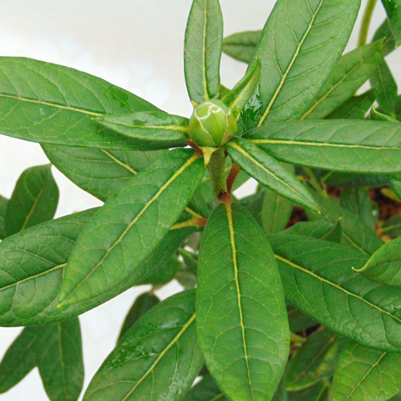 Rhododendron lindleyi (Foliage)