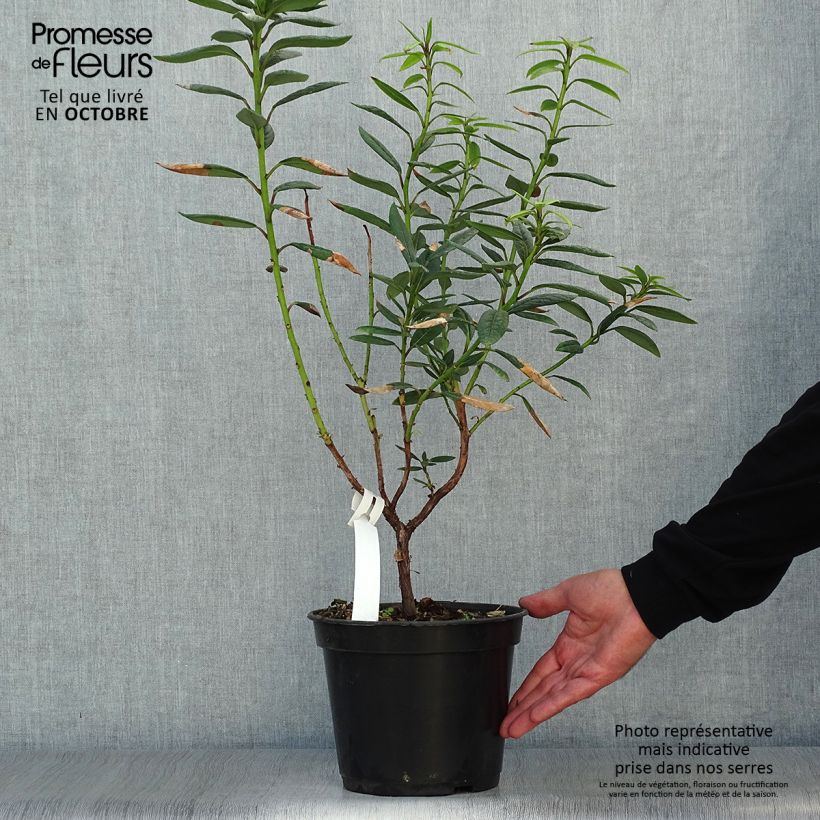 Rhododendron lindleyi 4L/5L pot sample as delivered in autumn