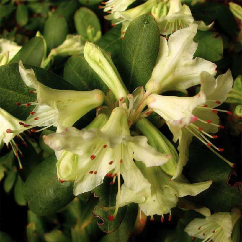 Rhododendron Shamrock (Flowering)