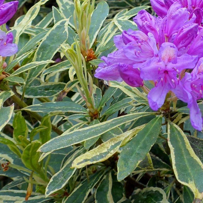 Rhododendron ponticum Variegatum (Foliage)