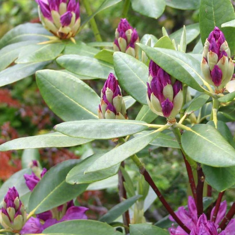 Rhododendron ponticum (Foliage)