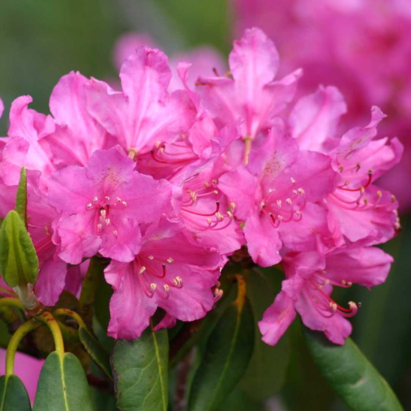 Rhododendron ponticum (Flowering)