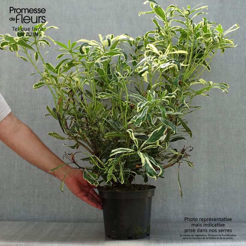 Rhododendron ponticum Variegatum 4L/5L pot sample as delivered in summer