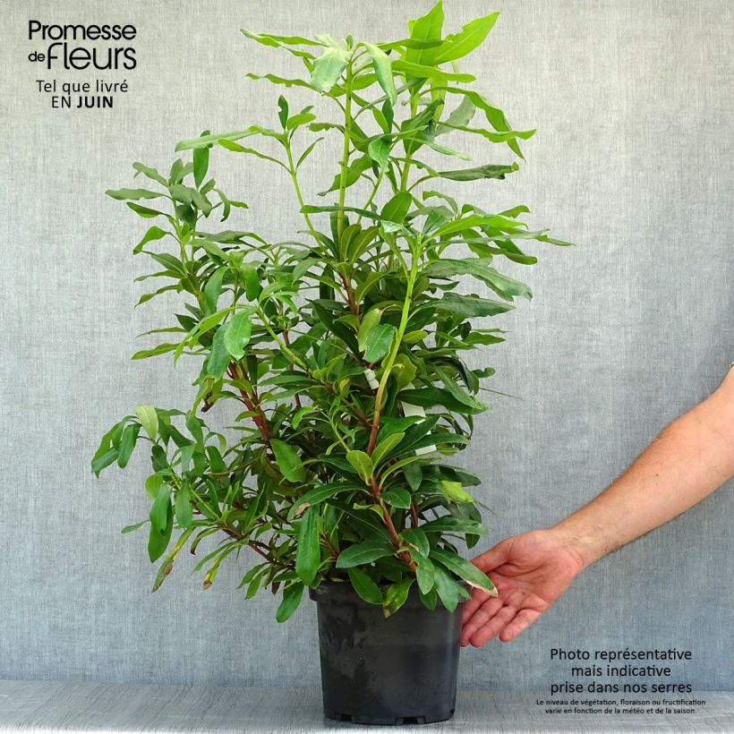 Rhododendron ponticum 3L/4L pot sample as delivered in summer