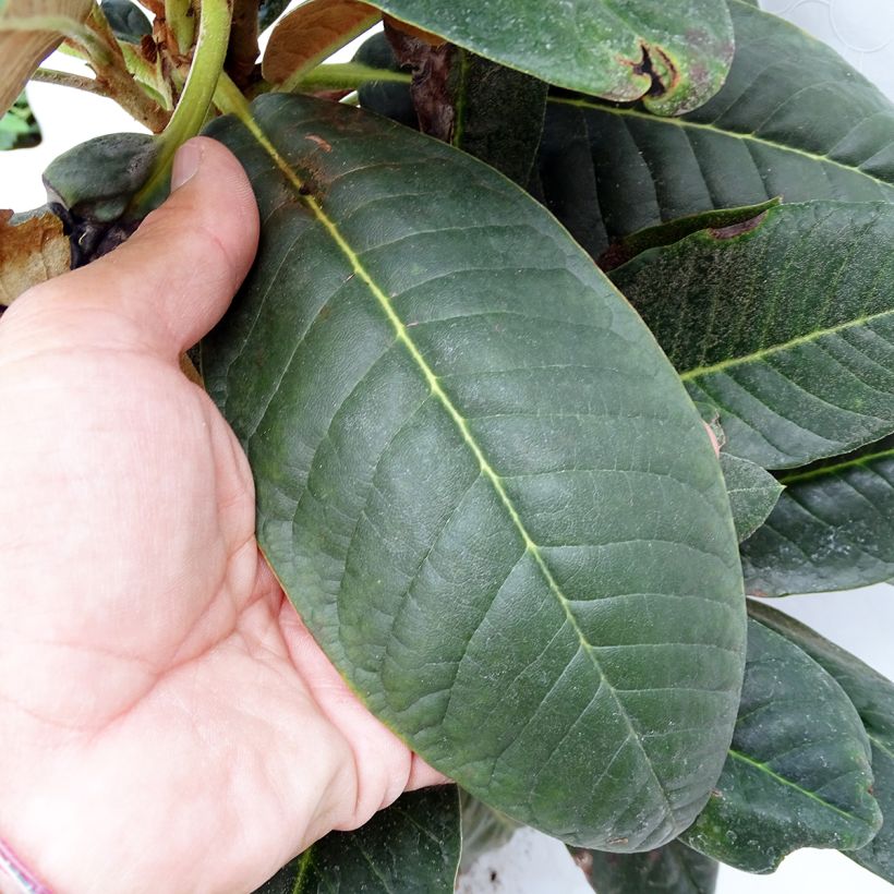 Rhododendron rex (Foliage)