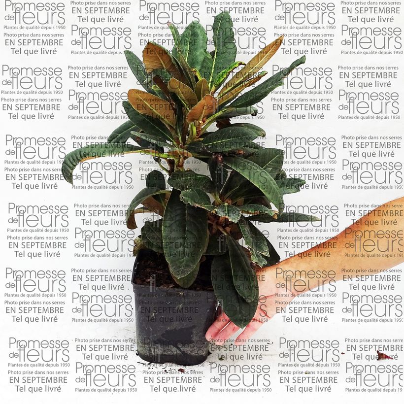 Example of Rhododendron rex 3L/4L pot specimen as delivered