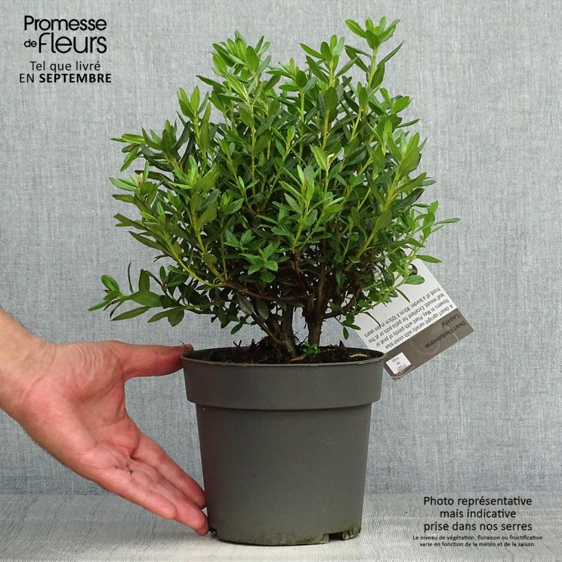 Rhododendron russatum Lauretta 2L/3L pot sample as delivered in autumn
