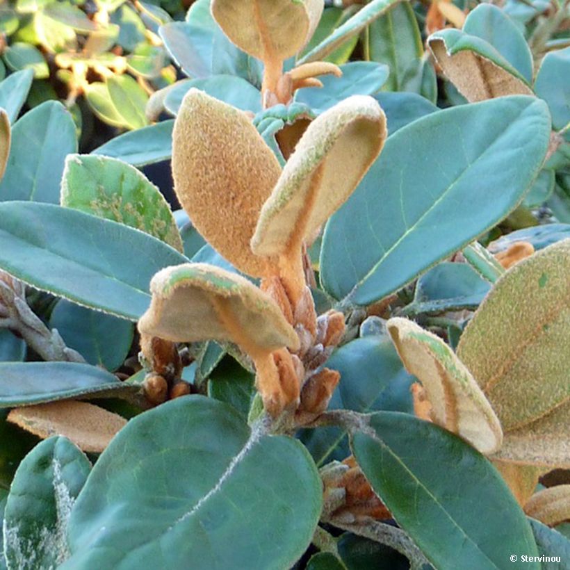 Rhododendron tsariense (Foliage)