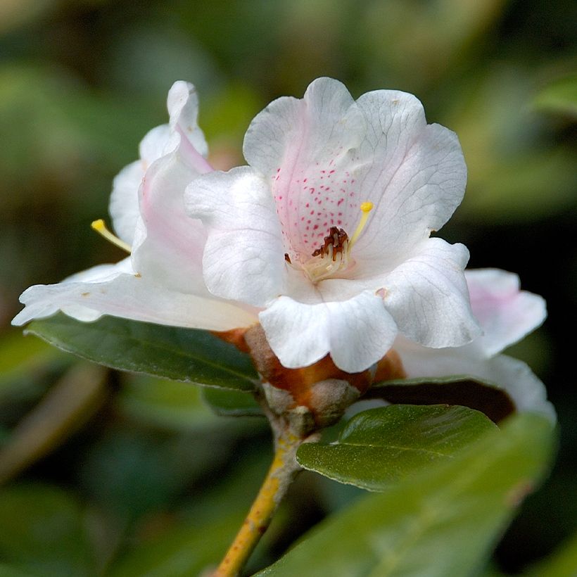 Rhododendron tsariense (Flowering)
