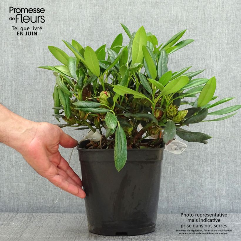 Rhododendron yakushimanum Barbarella 4L/5L pot sample as delivered in summer
