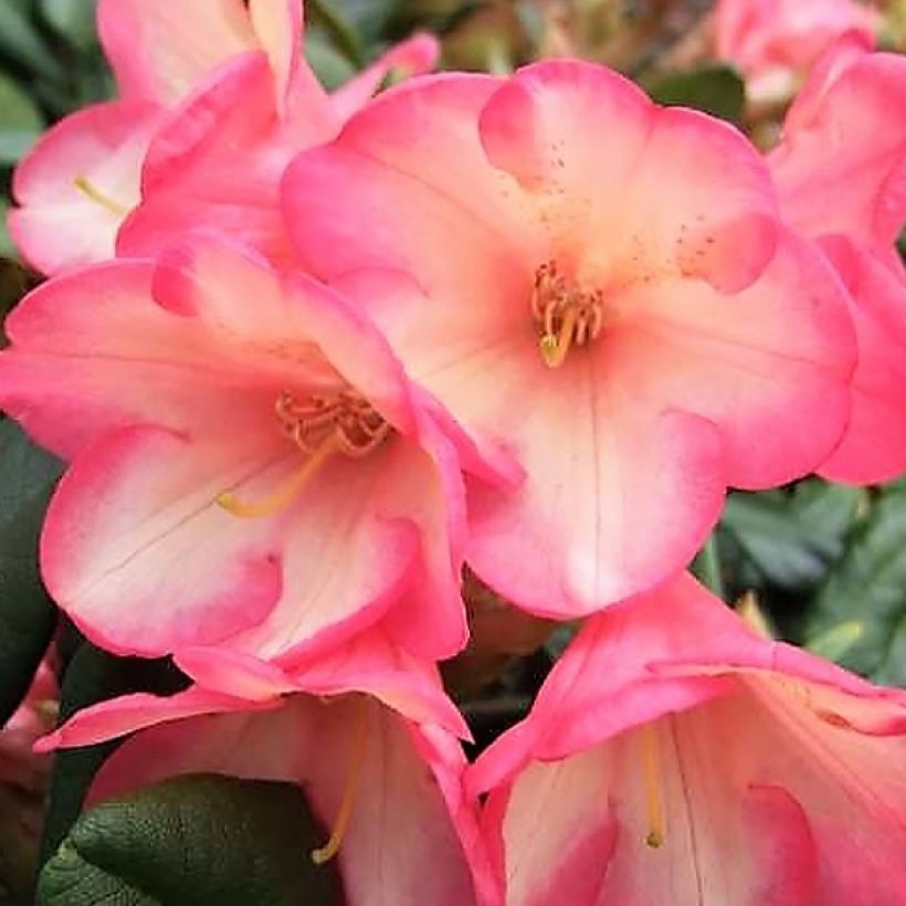 Rhododendron yakushimanum Barbarella (Flowering)