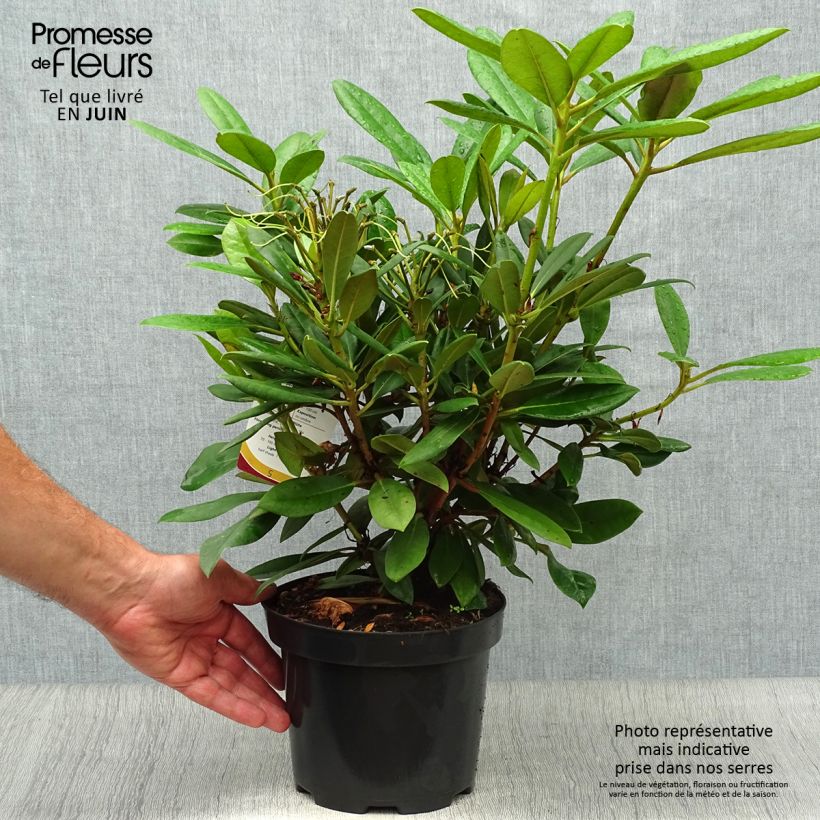 Rhododendron yakushimanum Caroline Allbrook 2L/3L pot sample as delivered in summer