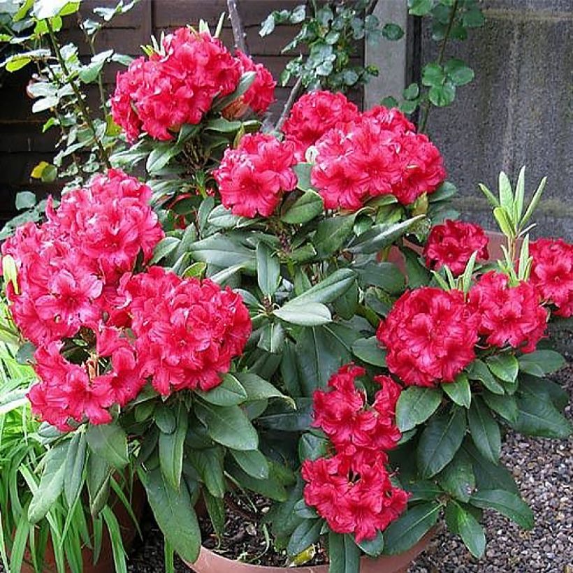 Rhododendron yakushimanum Dopey (Plant habit)
