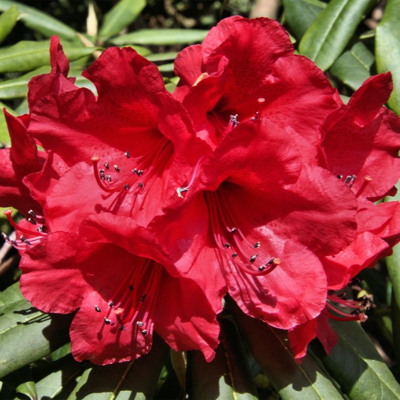 Rhododendron yakushimanum Dopey (Flowering)