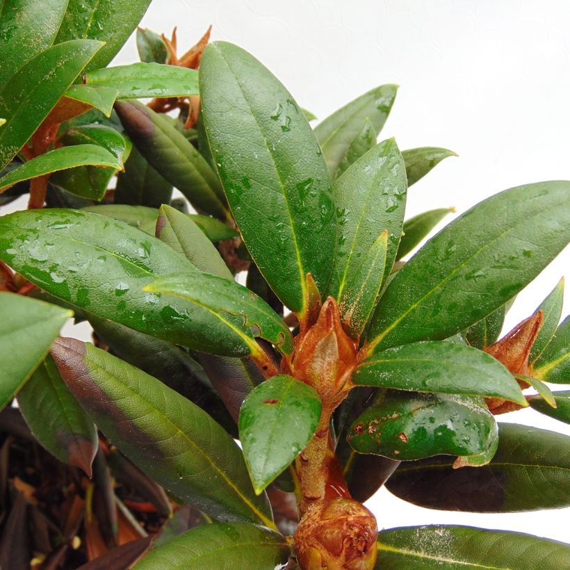 Rhododendron yakushimanum Grumpy (Foliage)