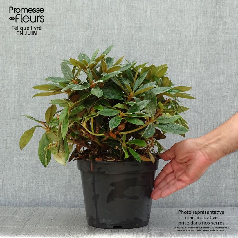 Rhododendron yakushimanum Grumpy 3L/4L pot sample as delivered in summer