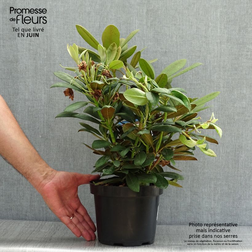 Rhododendron yakushimanum Porzellan 3L/4L pot sample as delivered in summer