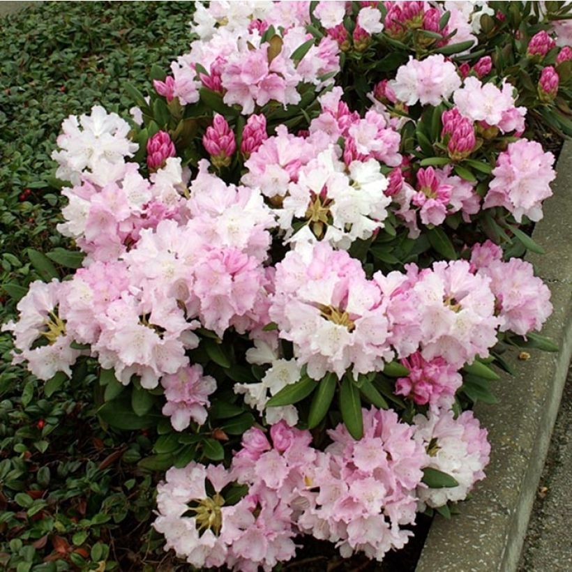 Rhododendron yakushimanum Silberwolke (Flowering)