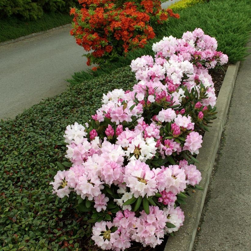 Rhododendron yakushimanum Silberwolke (Plant habit)