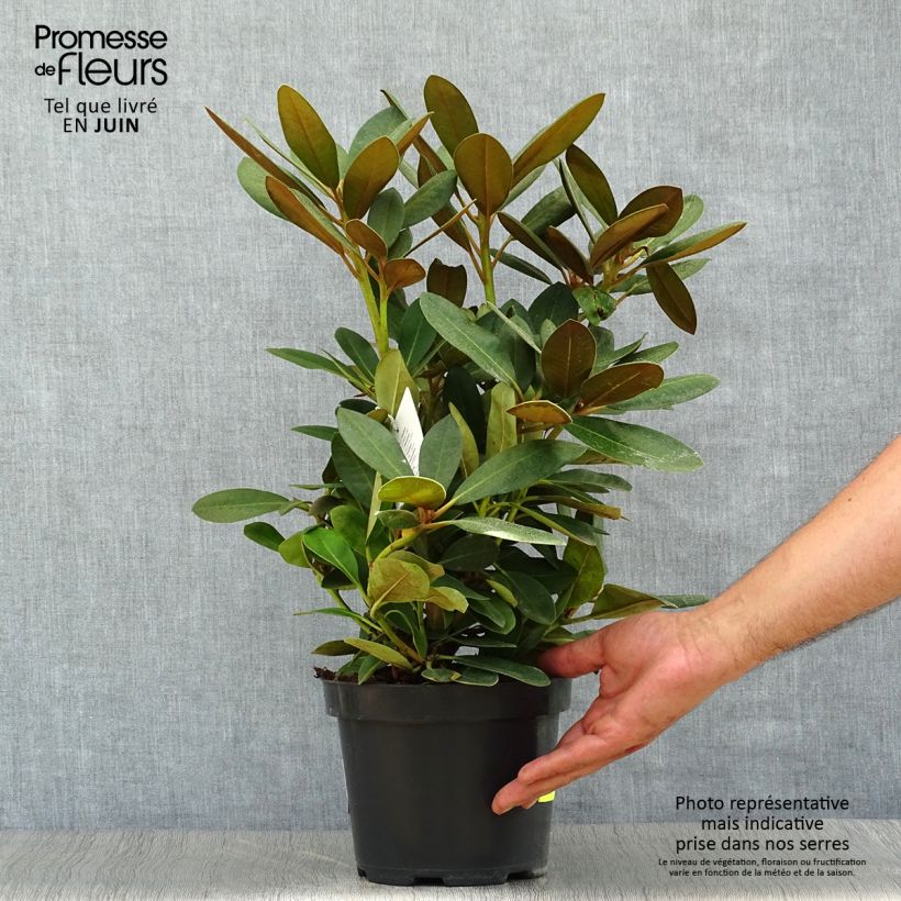 Rhododendron yakushimanum Silberwolke 3L/4L pot sample as delivered in summer