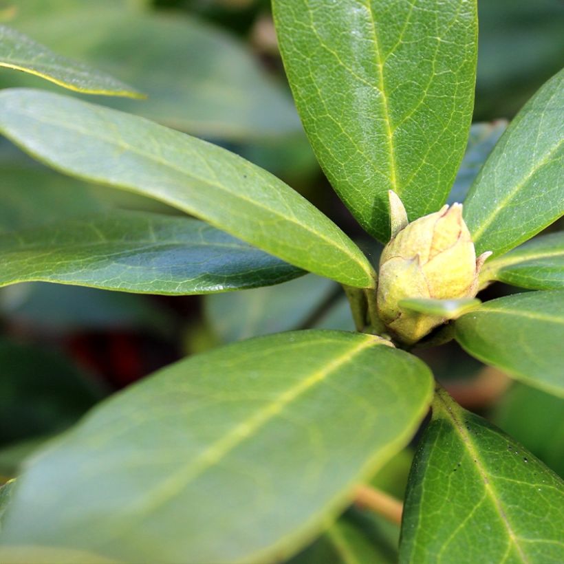 Rhododendron yakushimanum Sneezy (Foliage)