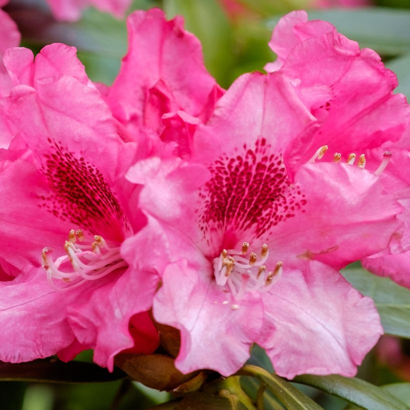 Rhododendron yakushimanum Sneezy (Flowering)