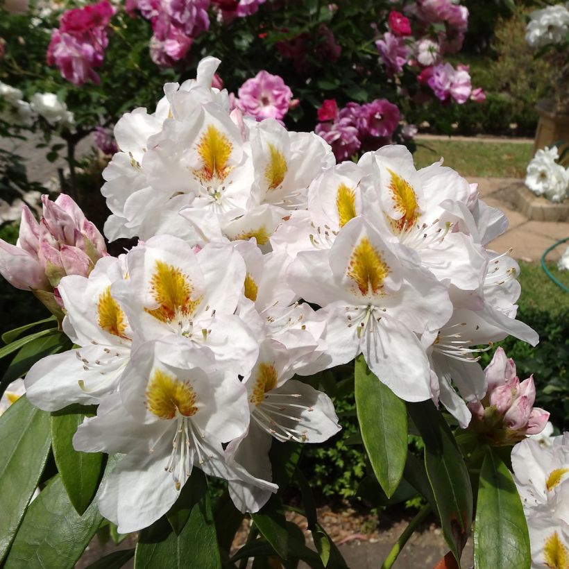Rhododendron Gomer Waterer (Flowering)