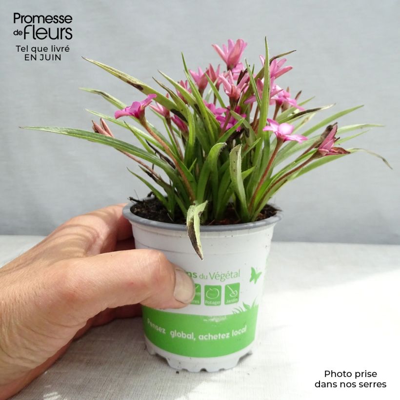 Rhodohypoxis Fairytale 1.5L/2L pot sample as delivered in summer