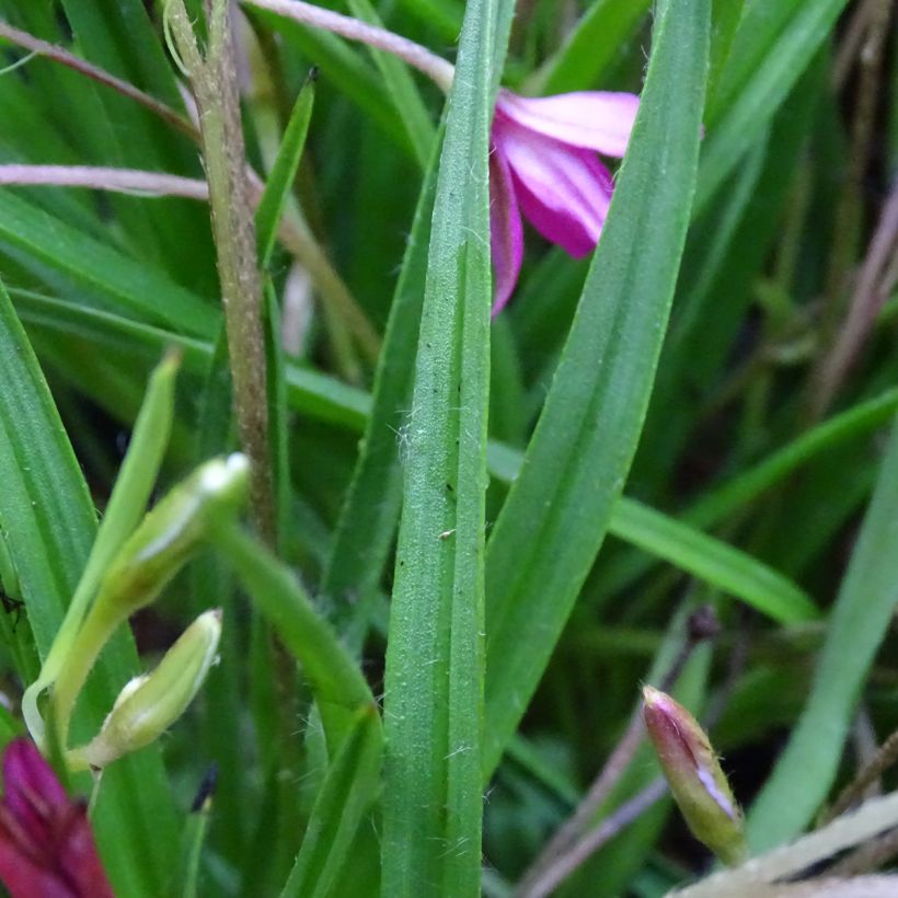 Rhodohypoxis Fairytale (Foliage)