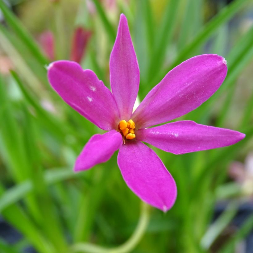 Rhodohypoxis Fairytale (Flowering)