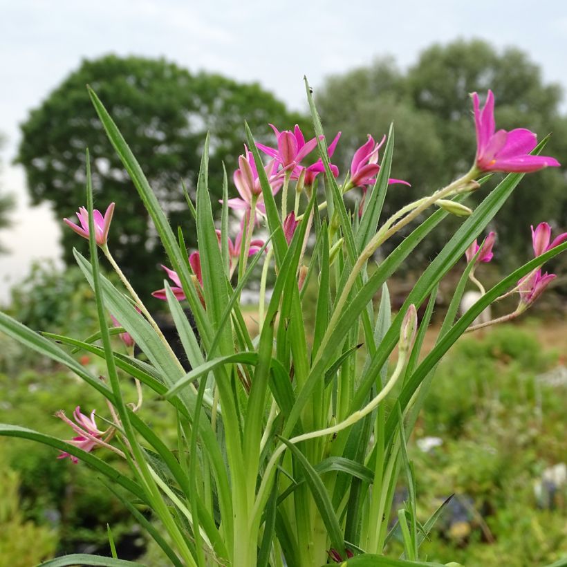 Rhodohypoxis Fairytale (Plant habit)