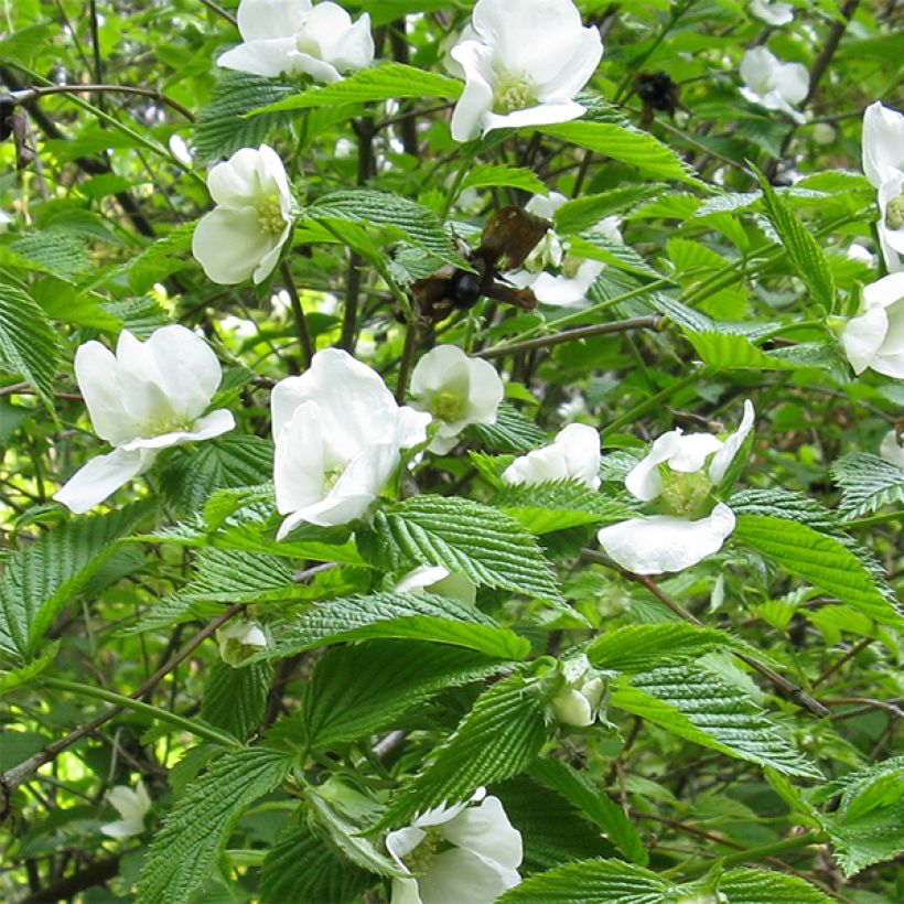 Rhodotypos scandens (Flowering)