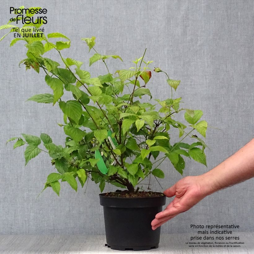 Rhodotypos scandens 3L/4L pot sample as delivered in summer