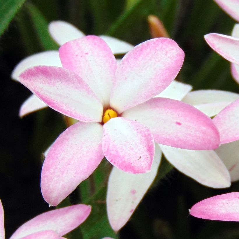 Rhodohypoxis Fairy Kisses (Flowering)