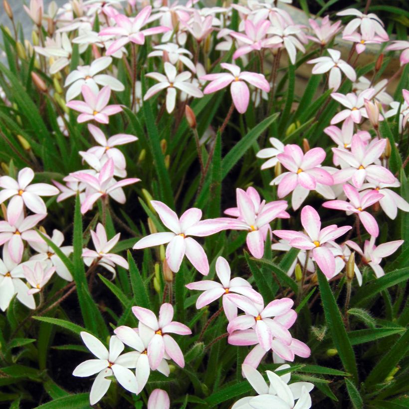 Rhodohypoxis Fairy Kisses (Plant habit)